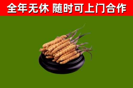 广东省回收冬虫夏草